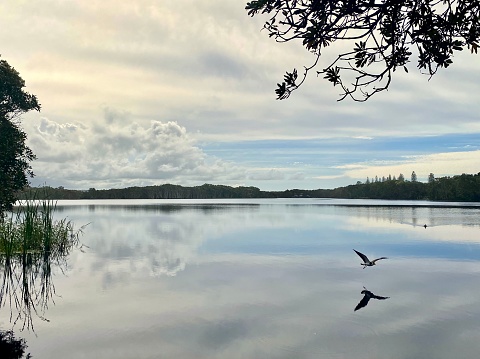 Horizontal landscape of bird flying love over calm still tea tree lake waters with cloudscape distant coastline and tree outline in silhouette at natural Lake Ainsworth Lennox Head near Byron Bay NSW Australia