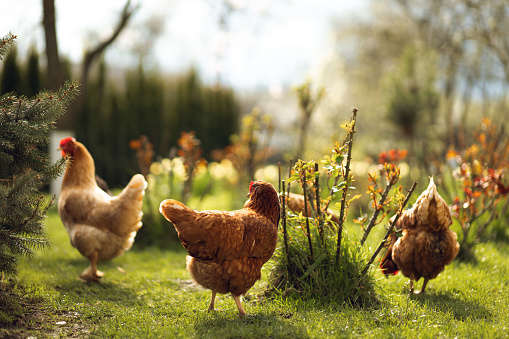 Chickens graze on green grass in the countryside during the daytime