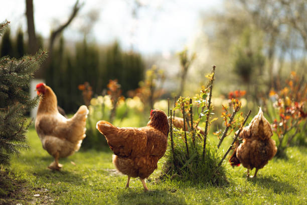 chickens graze on green grass in the countryside - chicken animal farm field imagens e fotografias de stock