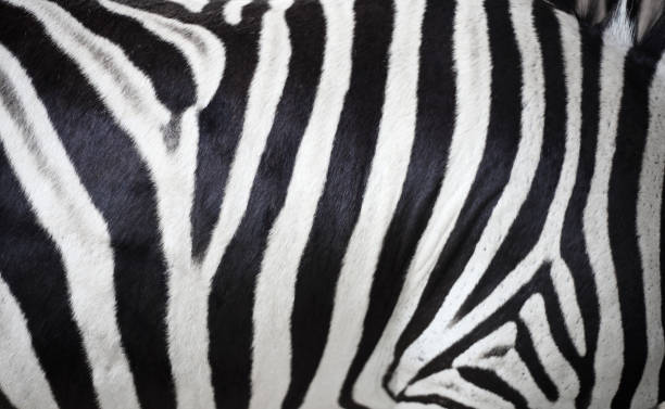 istock Close up zebra skin texture from zoo 1316393262