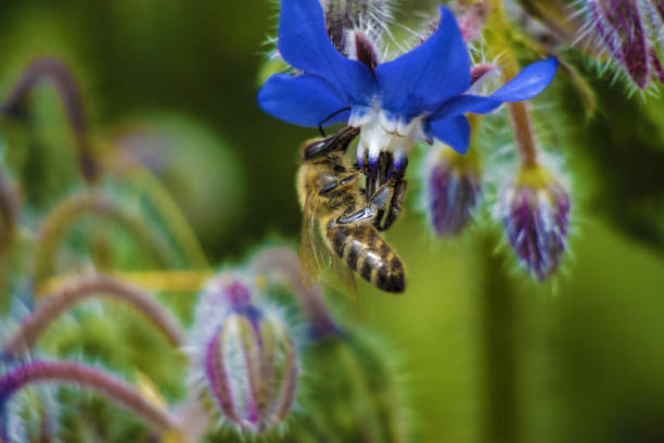 Selective Focus Macro Photo of Honey Bee on Blue Borage Flower.