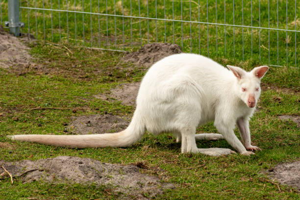 istock Extremely beautiful rare white albino kangaroo 1316394186