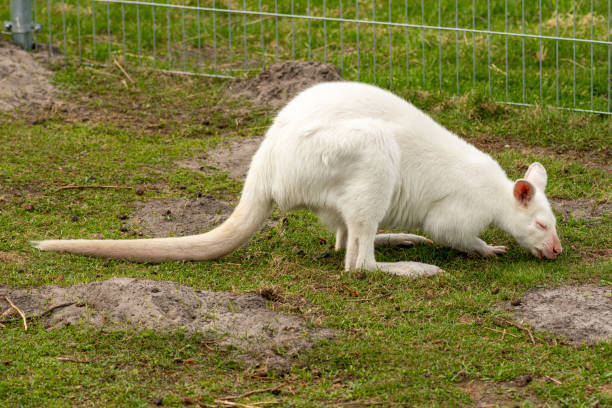 istock Extremely beautiful rare white albino kangaroo 1316394204