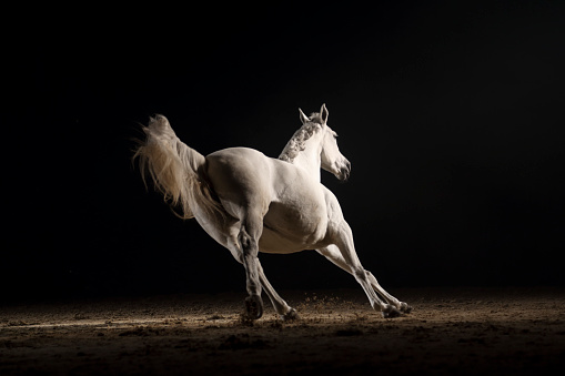 White horse running in dark.