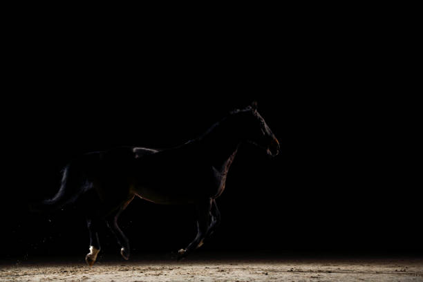 istock Silhouette of a running horse 1316395134