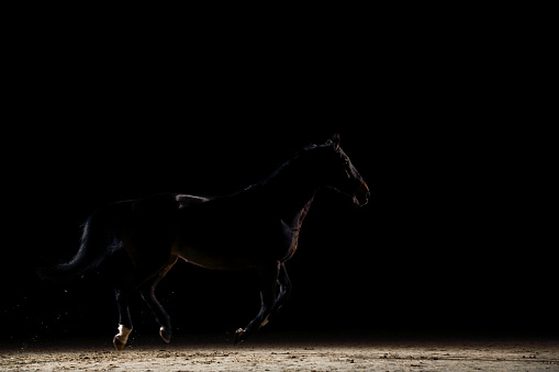 Horse running in the dark. Silhouette photo of a backlight horse.