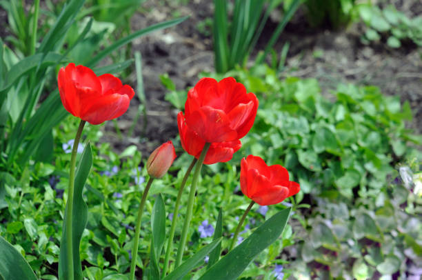 istock five red tulips in a spring flower bed 1316395632
