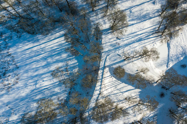 istock Trees on a winter day. Captured from above 1316395656