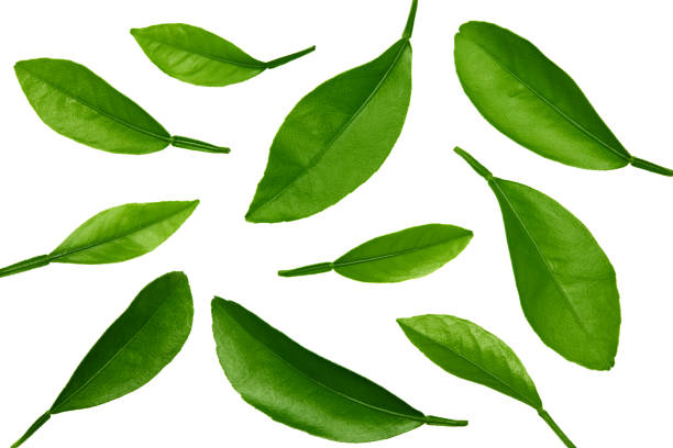 istock citrus leaves isolated on white background. top view. clipping path 1316397442