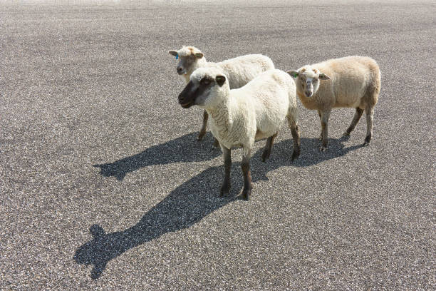 A group of three black and white sheep with long shadows on a tarmac road.