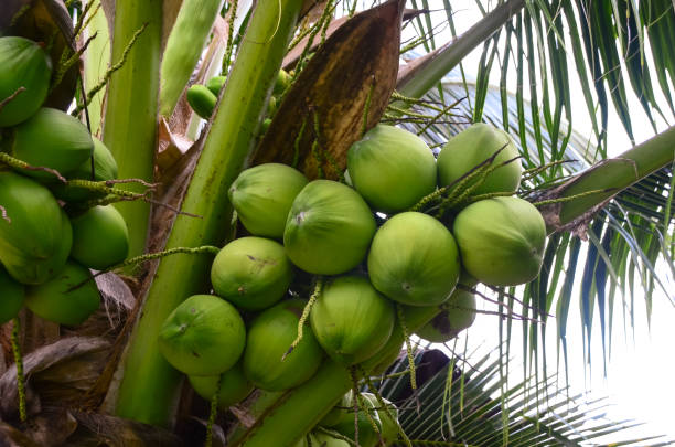 istock Fresh coconut on the tree, coconut cluster on coconut tree, Thailand. 1316400712
