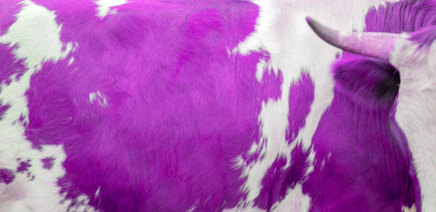 Purple cow skin texture. stock photo