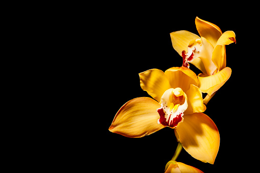 Close-up of two stacked yellow Phalaenopsis flowers with red lips on a black background.