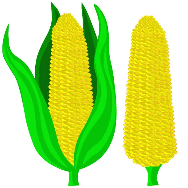 Vector illustration of Corn cob isolated on white background.