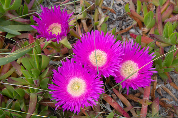 istock Close up of pink flowers 1316402184