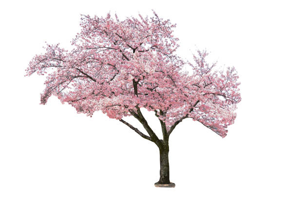 istock Beautiful Sakura tree blooming in spring season isolated on white background. 1316403781