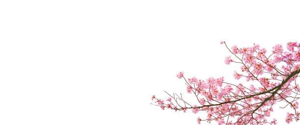 istock Beautiful bloom cherry blossom in spring season isolated on white background with blank copy space. 1316403788