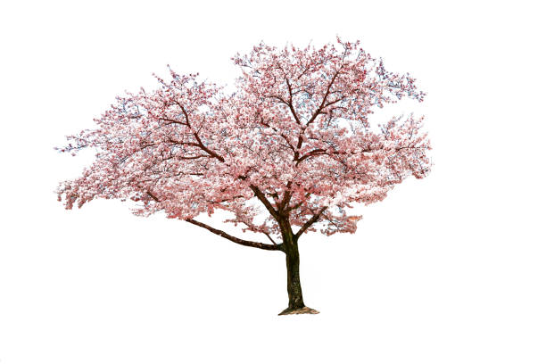 istock Beautiful bloom cherry blossom in spring season isolated on white background. 1316403893