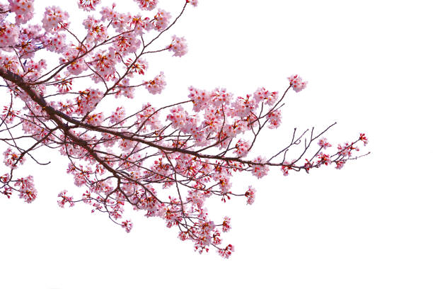 istock Beautiful bloom cherry blossom in spring season isolated on white background with blank copy space. 1316404907