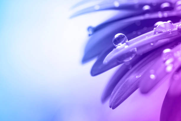 istock Gerbera flower with drops close-up 1316405436