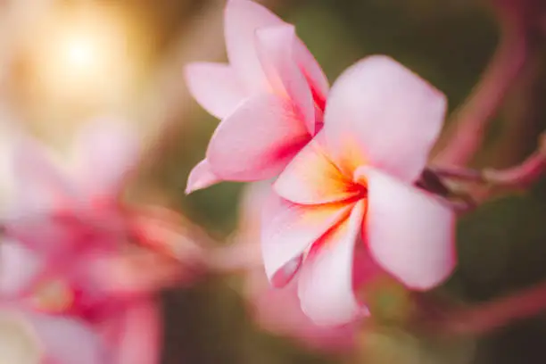 Bright colorful pink plumeria in natural light as backdrop. Soft-focus shooting. frangipani or plumeria blooming on blur background. Temple tree are tropical plant. Pink-yellow frangipani bouquet.