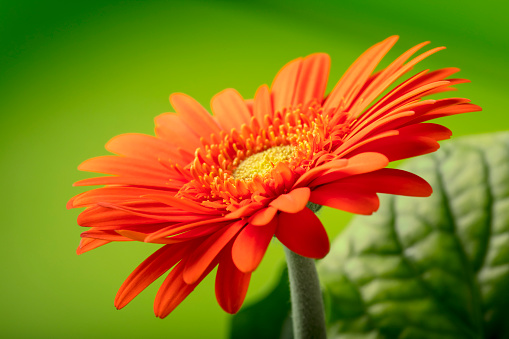 Close-up of a beautiful red Gerbera flower. Green defocused background, shallow depth of field.