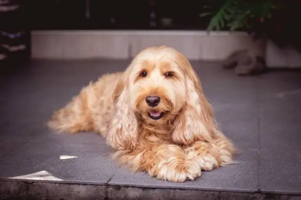 Photo of Cockapoo dog portraits