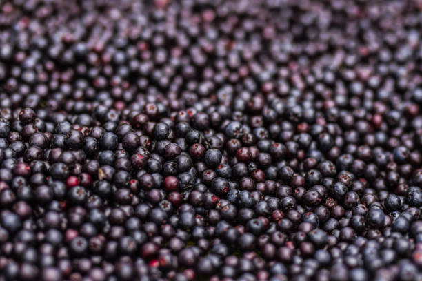 raccolta aronia - currant food photography color image foto e immagini stock