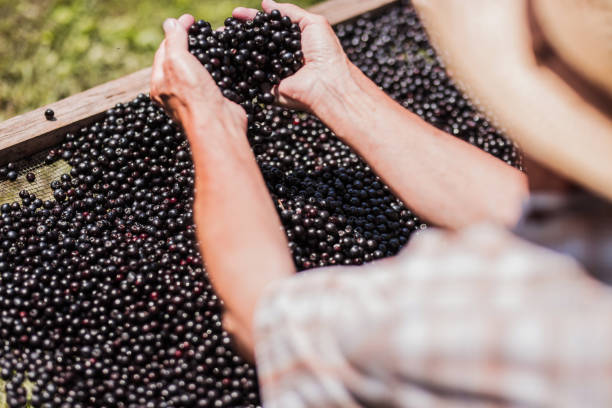 istock Farmer's hands with freshly harvested chokeberries 1316406526