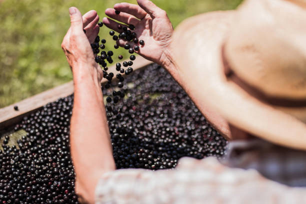 갓 수확한 초크베리를 들고 있는 노인 - elderberry 뉴스 사진 이미지