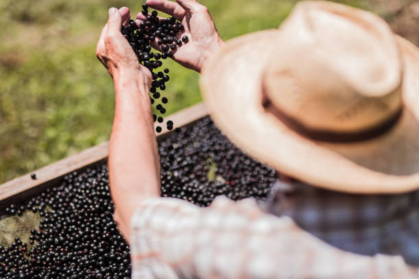 istock Farmer's hands with freshly harvested chokeberries 1316406583