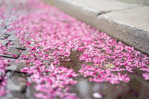 fallen flowers of pink bloom in a puddle after rain on the surface of the water. Beautiful effects of spring bloom. Light pink petals (sakura). Many rose petals on the sidewalk in the water. Selective