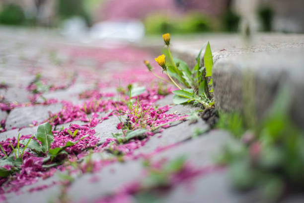 istock fallen flowers of pink bloom on an old stone pavement 1316406710