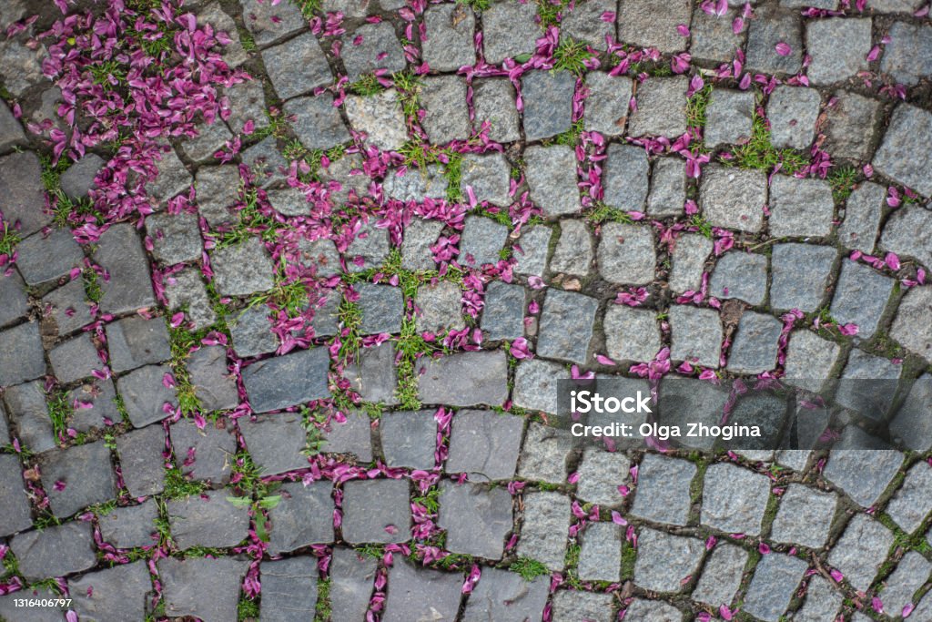 Flores Caídas De Flor Rosa En Un Viejo Pavimento De Piedra Foto de stock y  más banco de imágenes de Abstracto - iStock