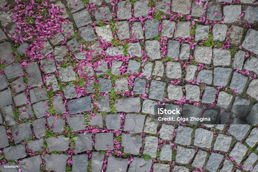 Flores Caídas De Flor Rosa En Un Viejo Pavimento De Piedra Foto de stock y más banco de imágenes de Abstracto - iStock Flores Caídas De Flor Rosa En Un Viejo Pavimento De Piedra Foto de stock y más banco de imágenes de Abstracto - iStock