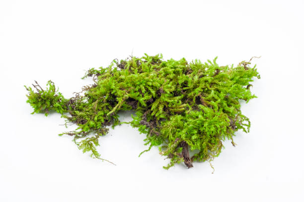 istock Mossy rotten tree, nature flora,  damp moss, forest plant, isolated natural object, design element, 1316409159