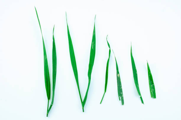 istock Fresh green leaf, natural environment, floral, foliage, single isolated object, design element 1316409183