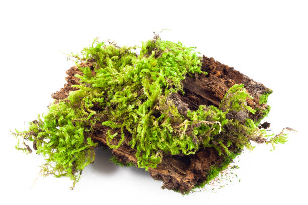 istock Mossy rotten tree, nature flora,  damp moss, forest plant, isolated natural object, design element, 1316409195