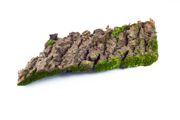 istock Mossy rotten tree, nature flora,  damp moss, forest plant, isolated natural object, design element, 1316409721