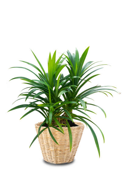 istock Pandanus sp. In rattan pot on white background 1316409765