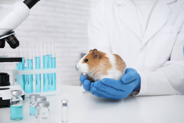 istock Scientist with guinea pig in chemical laboratory, closeup. Animal testing 1316410186
