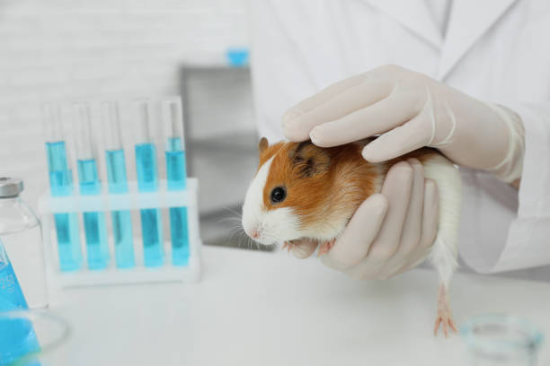 istock Scientist with guinea pig in chemical laboratory, closeup. Animal testing 1316410316