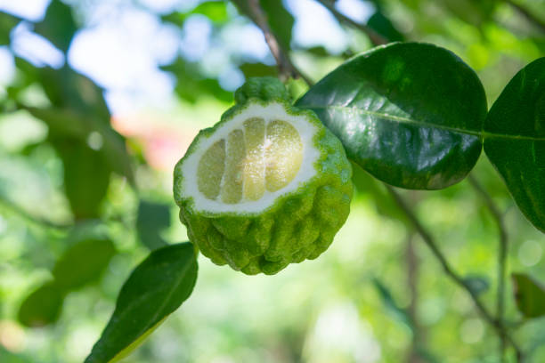 Bergamot is a citrus and lemon plant, high anti-oxidant, helps to strengthen the immune system, nourish the scalp and maintain healthy hair, contains essential oils to relieve stress. Close up of the Bergamot fruit, cut in half on the tree. nourish stock pictures, royalty-free photos & images