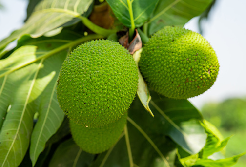 Breadfruit with green leaves hang on tree, burred background. Raw fruits delicious and tasty high vitamin