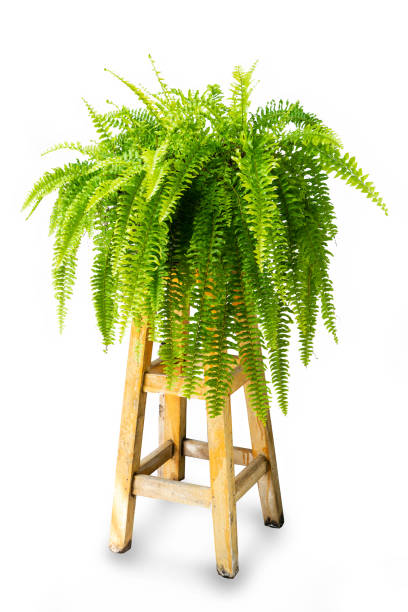 Boston fern on wooden table