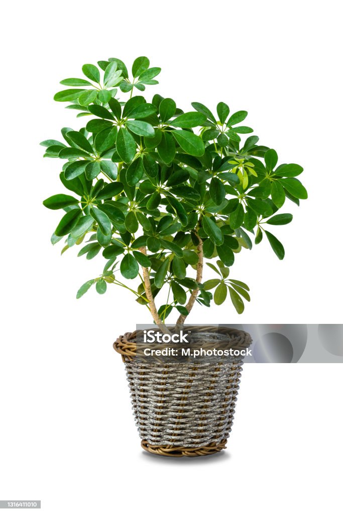 Octopus Shrub Octopus Tree In Pot On White Background Stock Photo - Download Image ...