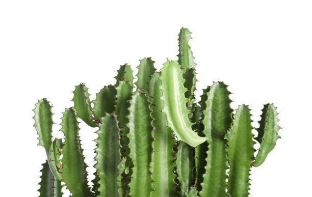 istock Beautiful cactus on white background. Tropical plant 1316411014