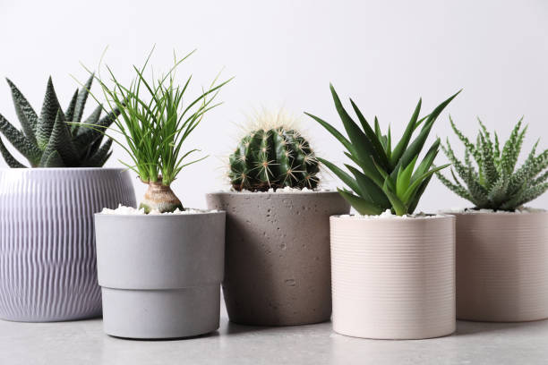 istock Different house plants in pots on grey table against white background 1316411022