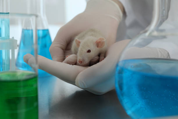 istock Scientist with rat in chemical laboratory, closeup. Animal testing 1316411024