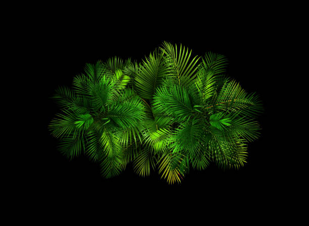 istock top view palm leaves tree on black background 1316411613